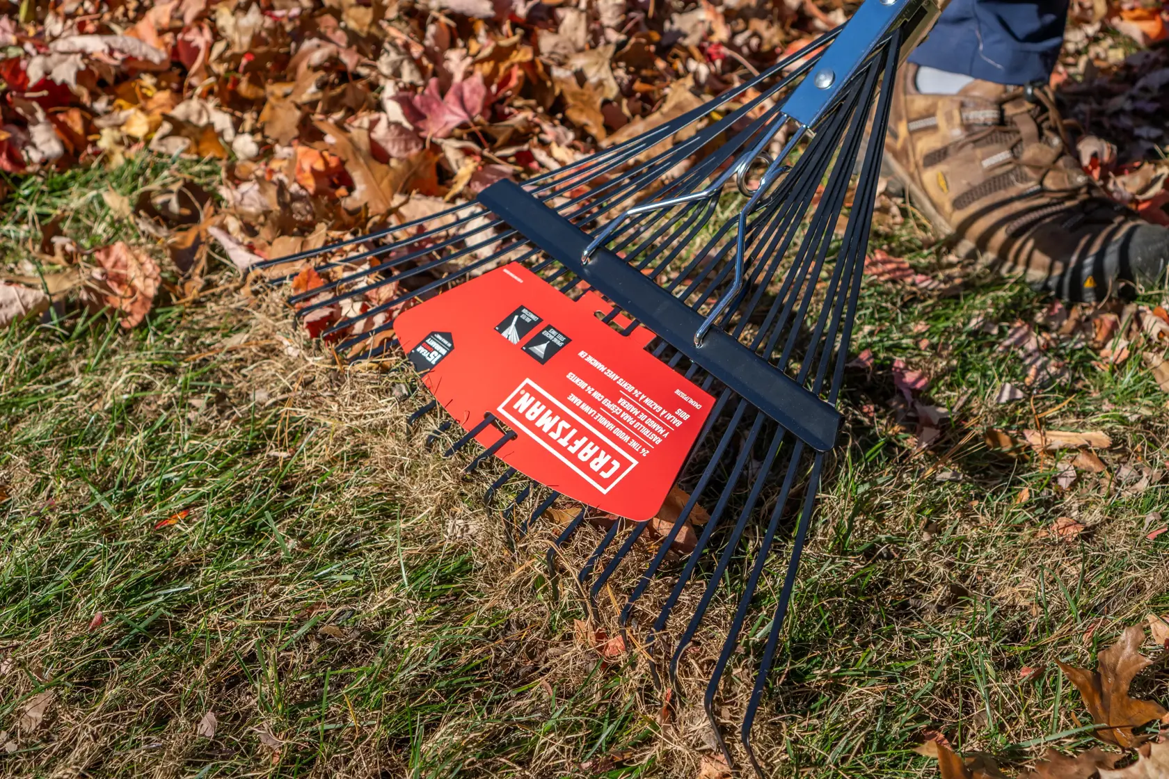 Long Handle 24 Tine Flexible Steel Leaf and Lawn Rake with wood handle, in action raking 