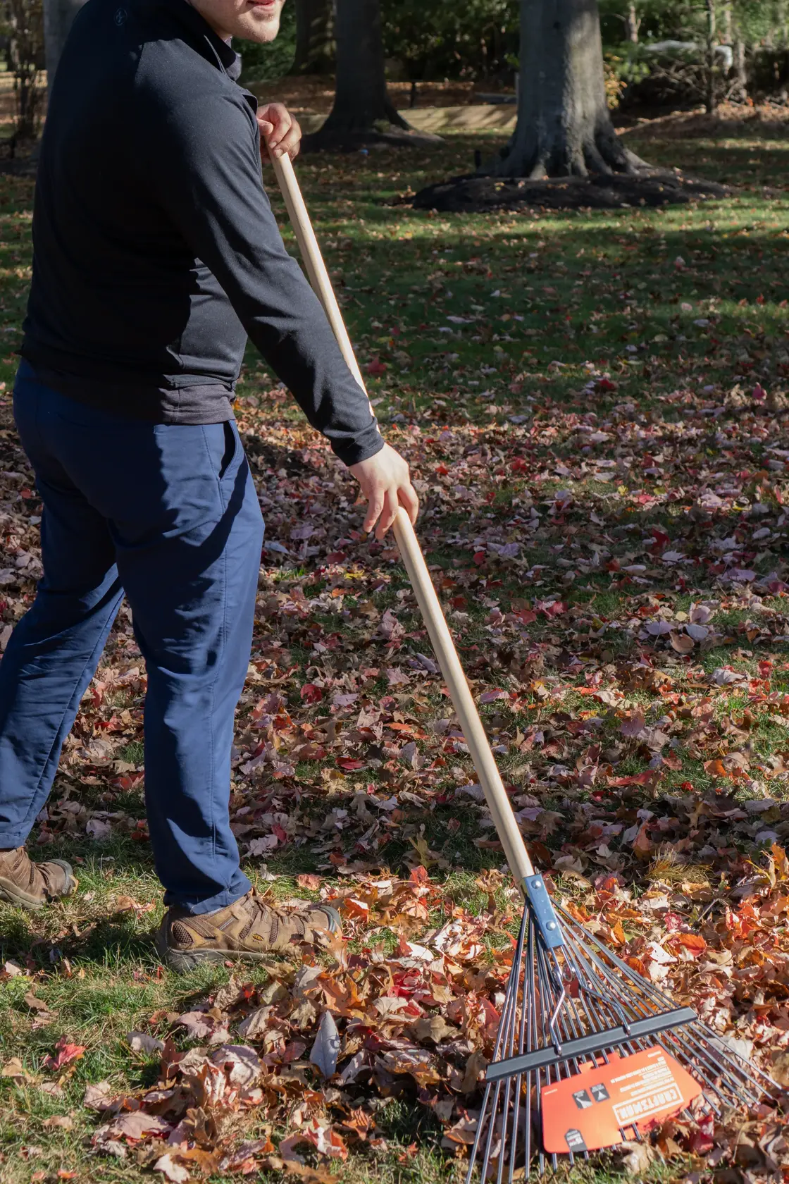 Long Handle 24 Tine Flexible Steel Leaf and Lawn Rake with wood handle, in action raking 