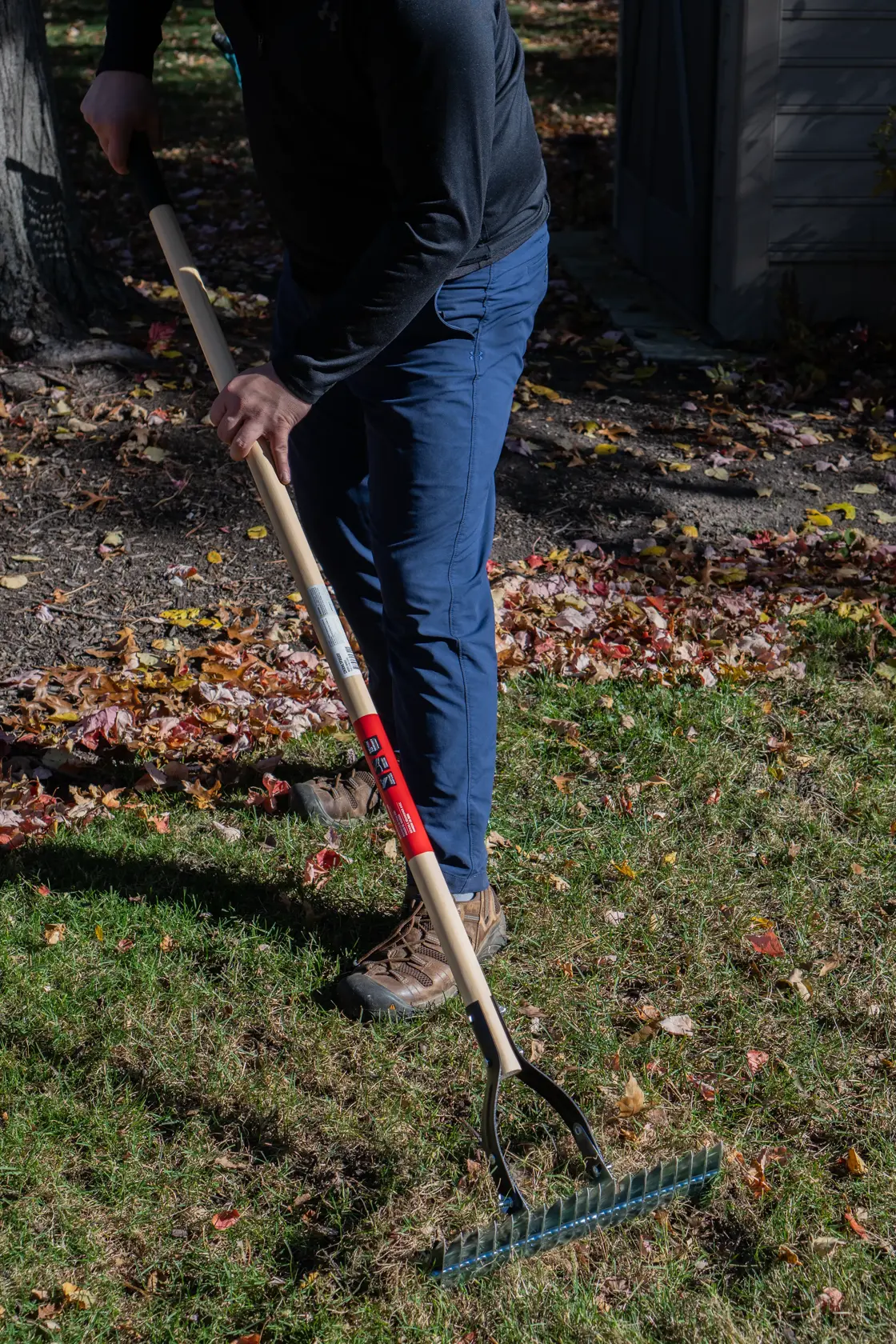 Long Handle Steel Lawn Thatch Removing Rake with wood handle and cushion grip, in action raking 