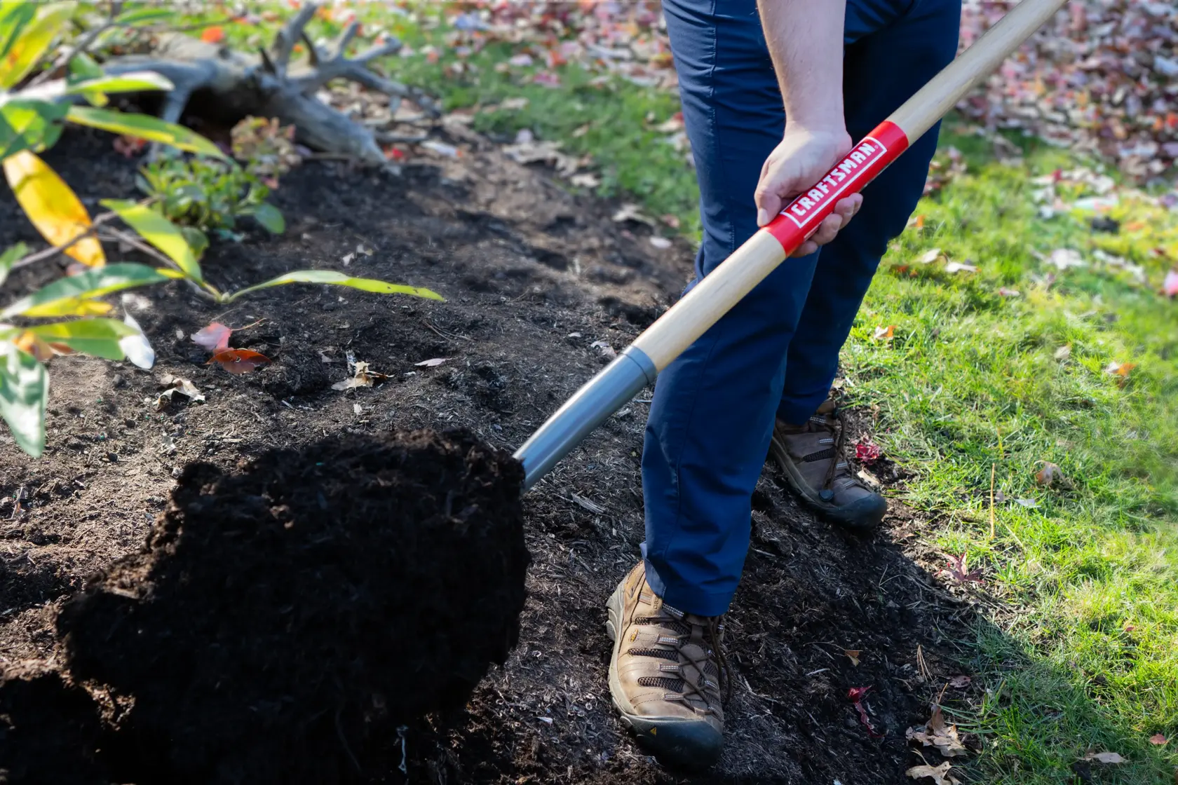 Long Handle 5 Tine Forged Steel Manure Fork with wood handle and cushion grip, in action scooping 