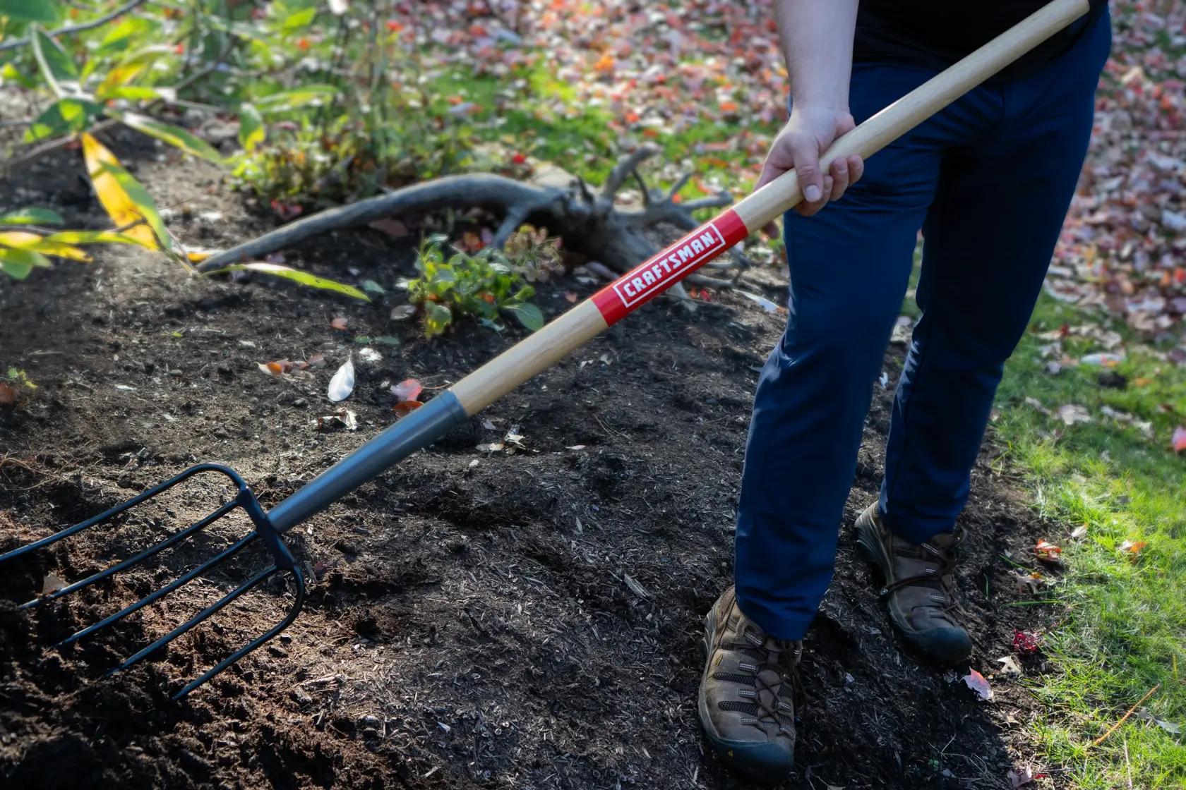 Long Handle 5 Tine Forged Steel Manure Fork with wood handle and cushion grip, in action scooping 