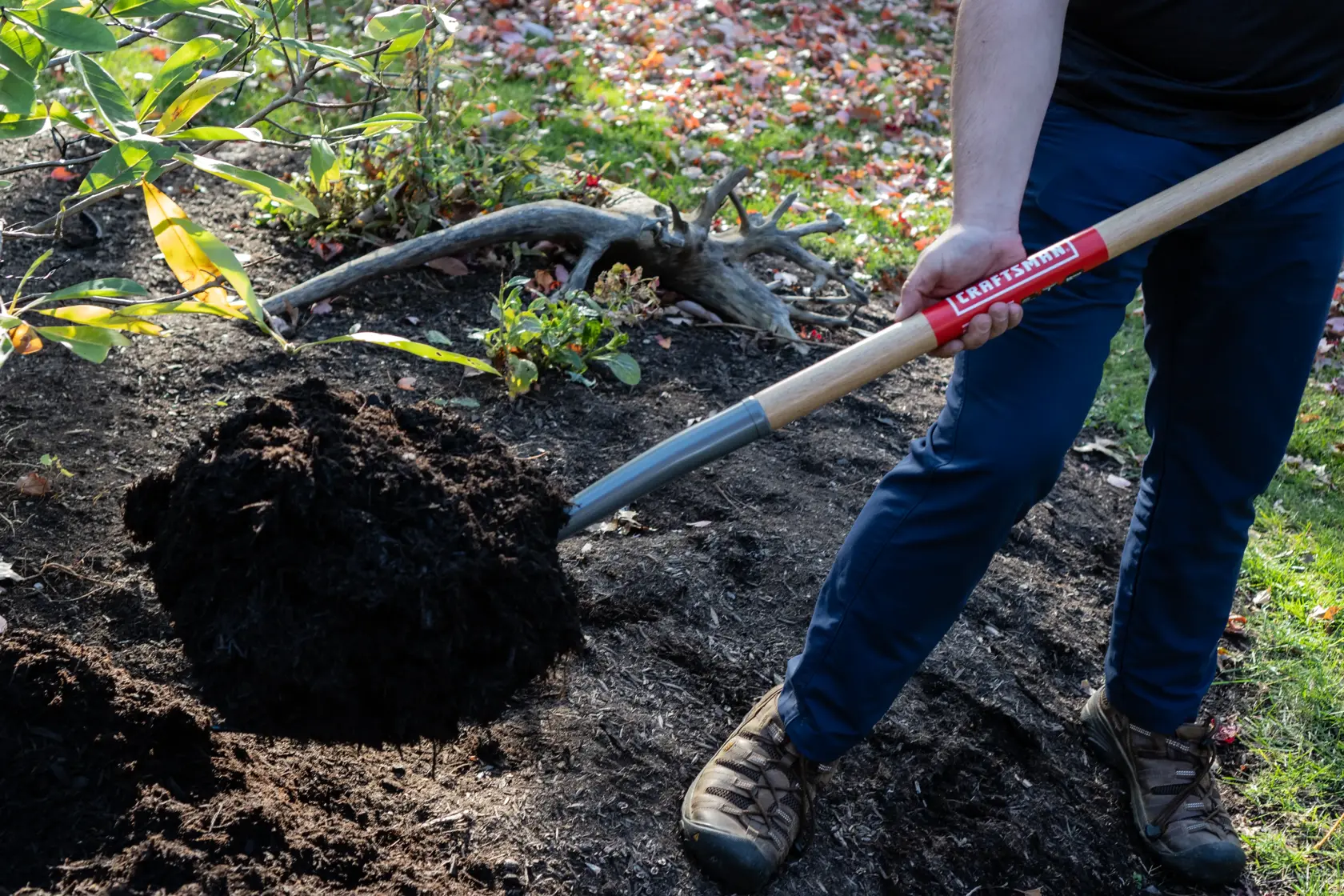 Long Handle 10 Tine Steel Bedding and Mulch Fork with wood handle and cushion grip, in action scooping
