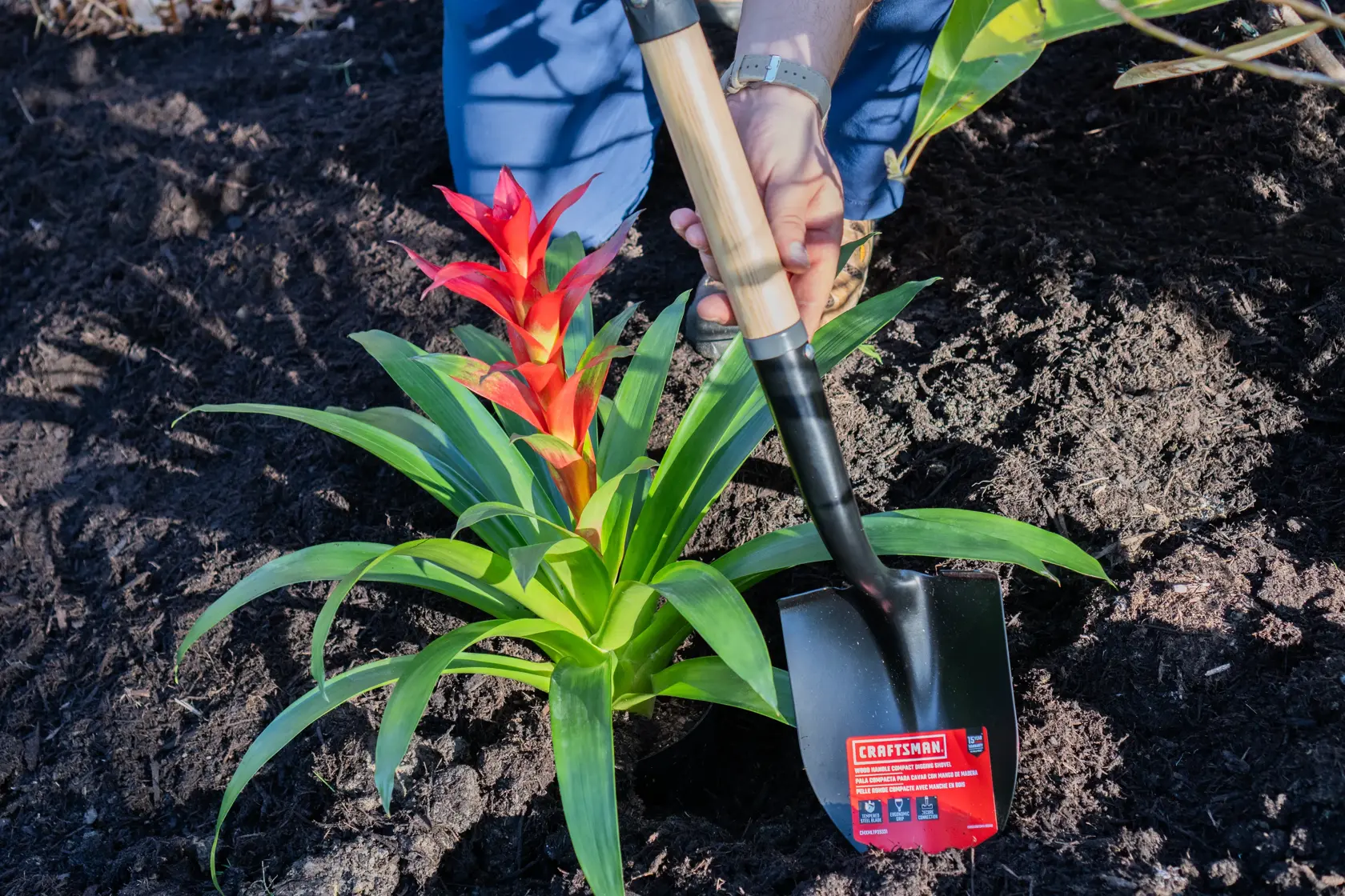 Short Handle Floral Size Digging Shovel with wood handle and D-Grip, in action shoveling plant 