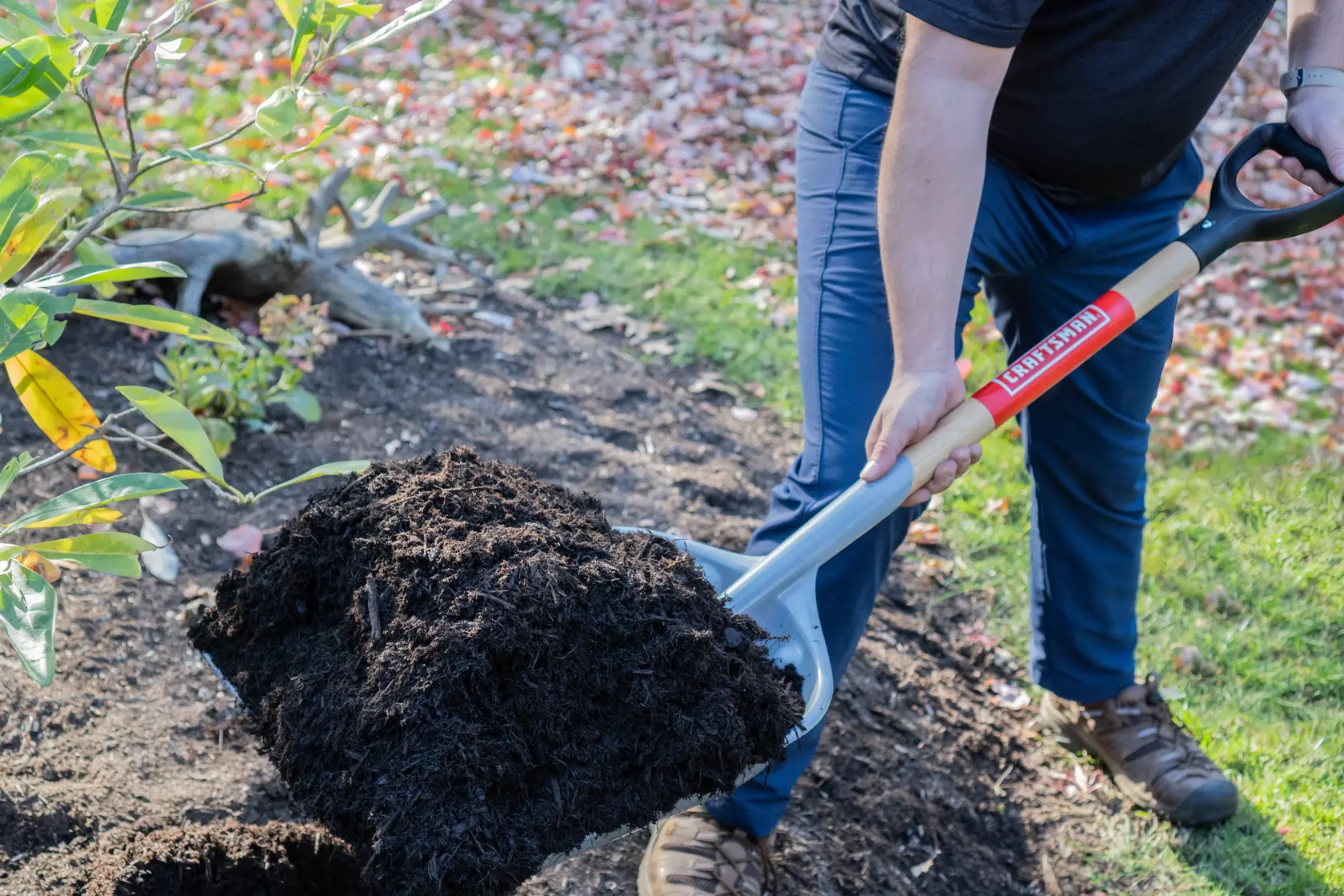 Short Handle #12 Size Poly Scoop with wood handle and D-Grip, in action scooping